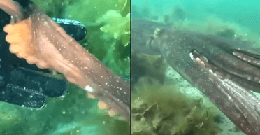 Знав, що робить: "розумний" восьминіг обвив руку дайверки і привів її до "скарбу" (відео)
