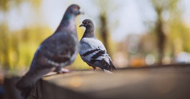 Сусід заважав годувати голубів: у Полтаві пенсіонерка замовила каліцтво чоловіка за $500