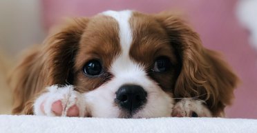 Почему собаки облизывают людей: ветеринар рассказал о поведении животных