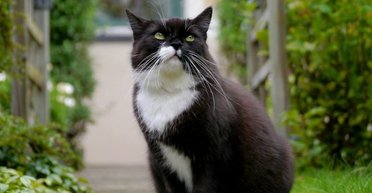 "Будь ласка, не треба": кішка із запискою біля супермаркету розсмішила містян (фото)