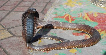 Во впадине Фаюм нашли древнейшие окаменелости предков египетской кобры (фото)