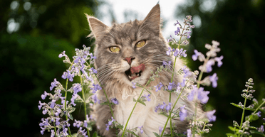 Ученые рассказали, почему коты так сильно любят кошачью мяту