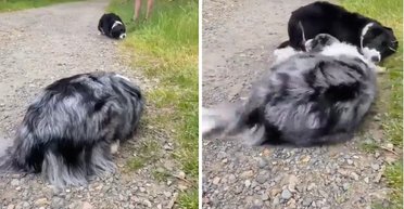 Две собаки изучали "угрозу" друг от друга: поведение хвостиков стало вирусным (видео)