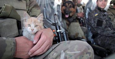 Братья спасенные. Кто и как спасает бездомных животных в зоне АТО