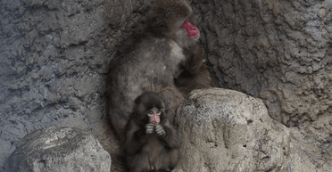 Знаменитая одинокая обезьянка, которую все бросили, нашла друга (фото)