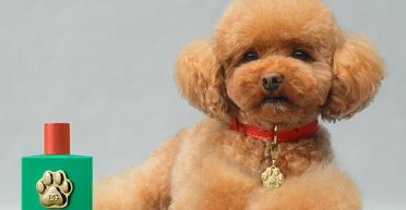 Dolce & Gabbana випустили парфуми для собак (фото, відео)