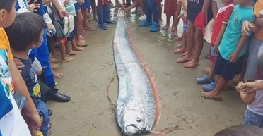 "Буде катаклізм": люди помітили викинуту на берег рибу, що віщує катастрофу (фото)