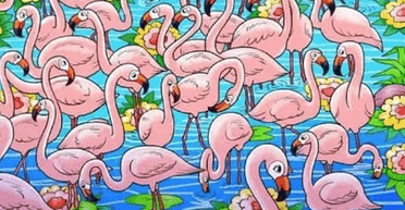 Увага до деталей: тільки люди з ідеальним зором зможуть знайти дівчинку серед фламінго (фото)