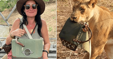 Хороший вкус: во время сафари львы украли у женщины дизайнерскую сумку (фото)