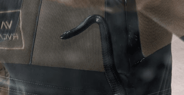 Жінка подружилася з отруйною змією, яка живе в її машині (фото)