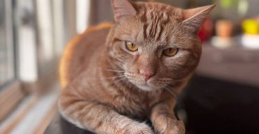 Жінка поділилась реакцією кота після того, як від неї з'їхав колишній (відео)