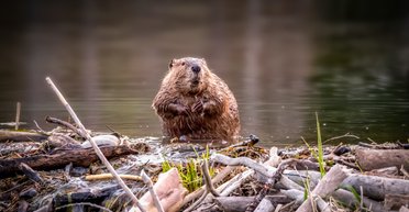 Бобры опередили людей: в Чехии грызуны построили плотину и сэкономили $1,2 млн (видео)