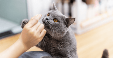 Кішці шукають няньку із зарплатою $87 на годину: для тварини треба грати на піаніно