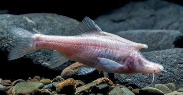 Єдинороги все ж існують. Виявляється, вони живуть у Китаї: що виявили вчені (фото)