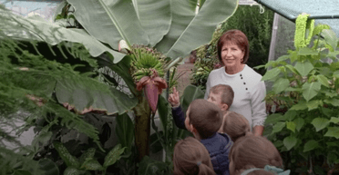 Луцкий горсовет запретил предпринимателям выращивать бананы в теплице: в чем дело (фото)