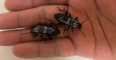 Вместо "Мавиков" и не только: ученые превращают насекомых в киборгов-разведчиков (фото)