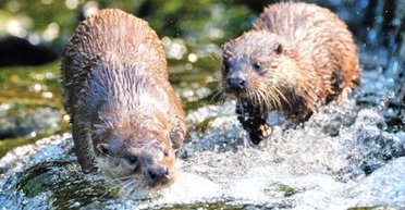 Покусали і втекли: у Малайзії на дівчину напала зграя видр (фото)