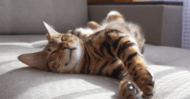 Аліменти по-новому: чоловік утримуватиме двох котів після розлучення