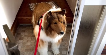 Японець, який перетворив себе на собаку, передумав бути твариною (відео)