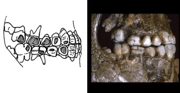 Раскрыли причины аномалии: новое исследование изменило представление о доисторических обществах