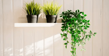 Побороти цвіль назавжди: сім рослин, які добре поглинають вологу