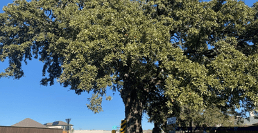 Историческое дерево сменит "прописку" за миллионы: что ждет 400-летний дуб (видео)