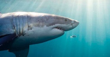 Несподіване відкриття: вчені виявили, що на Землі існує 3 різні види білих акул