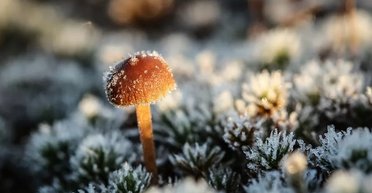 В Украину идут дожди и заморозки, а в Карпатах выпал снег: прогноз погоды на неделю (фото)