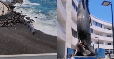 "Не щодня таке побачиш": чоловік знайшов на порозі будинку викинутого кита (відео)