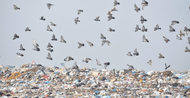 Водитель мусоровоза оторопела от увиденного на полигоне с отходами (фото)