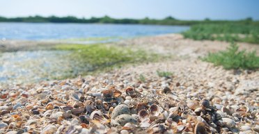 Робинзонада по-херсонски. Чем может удивить почти необитаемый почти остров Бирючий