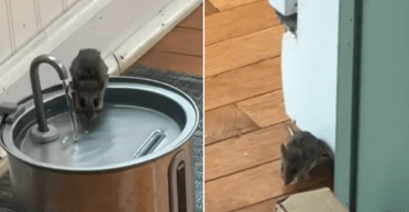 Нечувана наглість: жінка спіймала на "гарячому" мишу, яка пила в неї вдома