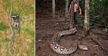 Больше двух больших белых акул: найдена самая длинная змея в мире (видео)