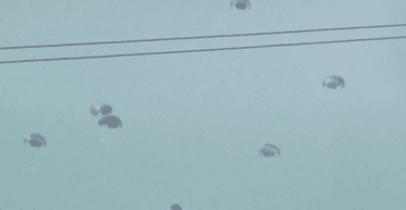 Пять человек погибли в Газе, когда парашют с гуманитарной помощью не раскрылся, — СМИ (видео)