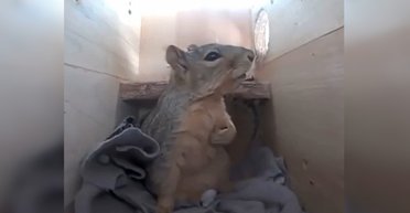 Хапаються за серце, як люди: як різні тварини реагують на грім (відео)