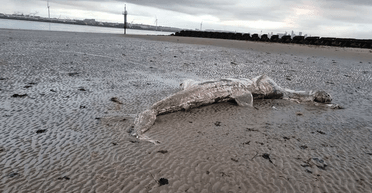 Рыба весом до шести тонн: на пляже в Великобритании нашли останки гигантской акулы (фото)