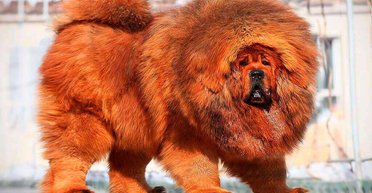 Защитят вас и ваш дом: топ пород собак, с которыми можно чувствовать себя в безопасности (фото, видео)