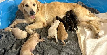 Собака приняла и воспитывает детенышей из стаи вымирающих африканский зверей (фото)