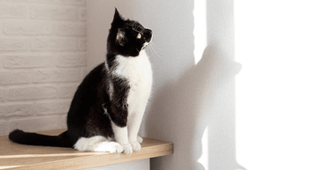 Почула шум: жінка дізналася, що будівельники замурували її кішку за стіною (фото)