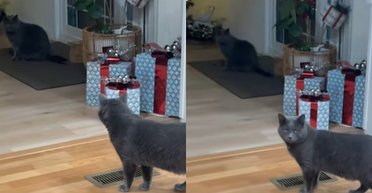 Кот вернулся домой через полгода после исчезновения, но в доме уже жил его "двойник"