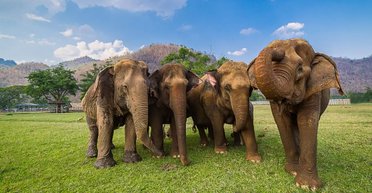 У слонов на самом деле есть удивительные усы: похожи на кошачьи, но их никак нельзя терять