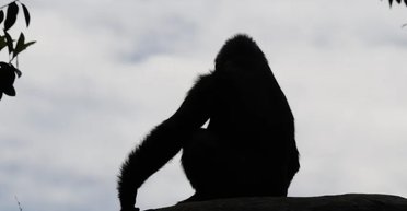 Виявлено новий вид людиноподібних мавп: найменший із відомих (фото)