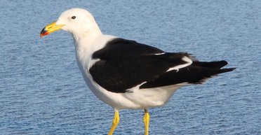 Девушки снимали видео для TikTok, но звездой сети стала чайка в кадре (видео)