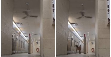 "Гудини на четырех лапах": пес сумел обмануть охрану и сбежать из собачьего приюта (видео)