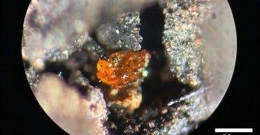 Коли в Антарктиці шуміли тропічні ліси: знайдено перший бурштин на Південному полюсі