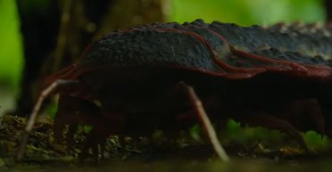 Створено реконструкцію величезної істоти із сотнями лап: жила на Землі 300 млн років тому (відео)