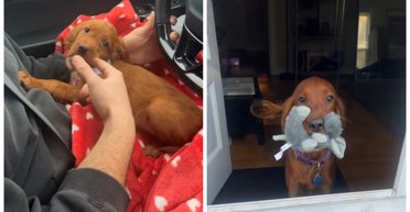 Пара завела щенка, мечтая о "гигантской" породе: через год они узнали правду (видео)