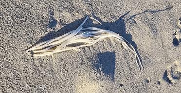 Схоже на локшину: жінка знайшла загадкову істоту під час прогулянки (фото)