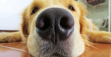 Маленький щенок из Шотландии помогает вынюхивать испорченное виски