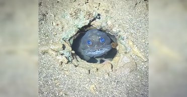 Парень наткнулся на рыбу-"психопатку", которая будет преследовать его в кошмарах (видео)